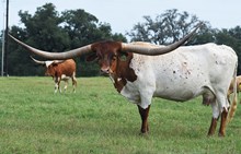 RJF Dreamin' of Texas - Tag 030