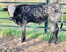 Fifty Spots
