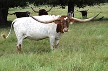 Brazos Tuff Cowgirl 106/21