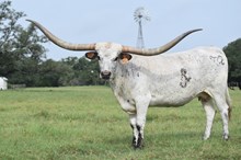 RJF Cha-Ching Cowgirl - Tag 932