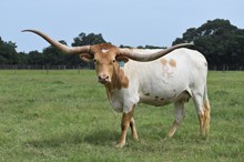 RJF Grand to Great 112