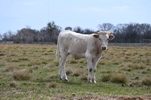 Charlie's Angel Bull Calf