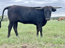 DGF Black Calla