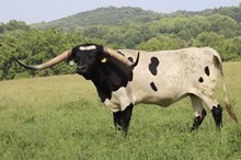 BCK GUNPOWDER N' LACE