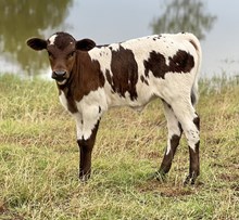 DGF Signet Bloom