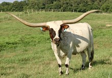 DH COWGIRL TEMPTATION