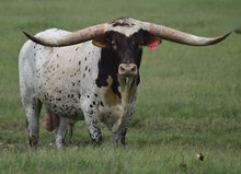 RJF BREAKING BAD 223