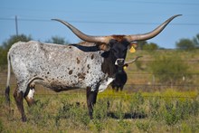 RJF Sunday Dream’in