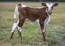 🔵🦆 Breezy Becca