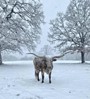 American Sonata in first snow storm we've seen in years