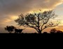 It's just fun and easy to take cool pics when longhorns are in it!