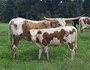You don't see a hind end on longhorn cattle like this every day. 