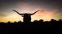 Longhorn silhouettes are always cool! 