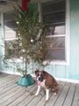 Cisco and our first Christmas tree. 