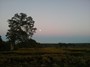 The first night at the farm with the front pasture covered in Bitter weed. 