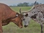 Longhorn girls establishing the pecking order